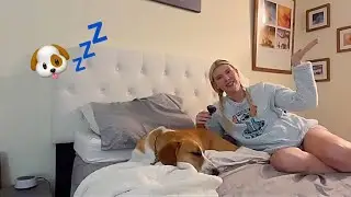 Giving my Dog ASMR until she Falls Asleep 🐶 ft Winnie the BIG Beagle