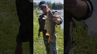 РИБАЛКА ХОРОШИЙ. КАРПОВ. ПОЙМАЛ