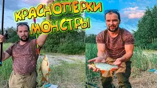 С ТАКИМИ КРАСНОПЕРКАМИ НЕ НУЖНЫ ЛЕЩИ. Рыбалка на поплавок.