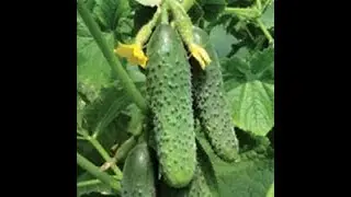 Increase pickling cucumber production significantly