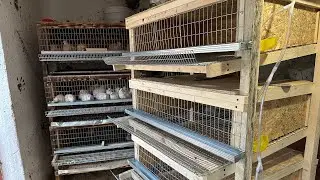 I'm Making the Best Quail Cage, My Option! Starting a Quail Business