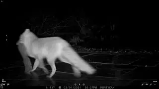 Edited/zoomed footage from our trail cam, just over two weeks from purchase.