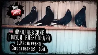 Николаевские голуби Александра. с. Ивантеевка Саратовская обл. тел.89279095600