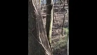 Visit this abandoned cemetery in the Dupont Recreational State Forest #short