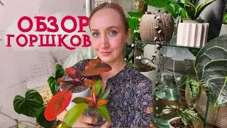 Pots Review | Wick Watering Pots | Pots and Planters in My Collection 💚