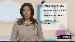 How to keep spiders out of your home