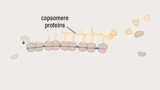 04 3 Biosynthesis P ssRNA
