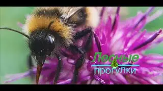 Почему мы грустим в лесу?