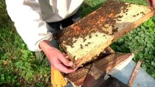 От матки до семьи
