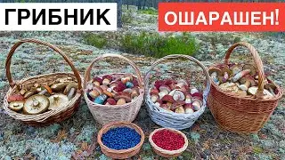 Грибной ДУРДОМ ПРОДОЛЖАЕТСЯ! Корзины ТРЕЩАТ! Белые грибы и Подосиновики ПРУТ! Сказочная Карелия 2023