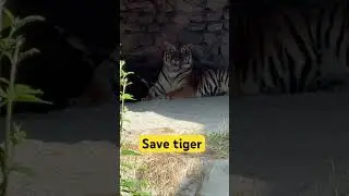 #هيبه_الاسد_ملك_الغابة_أسد_سبحان_الله #mindfulness #pigeon # #mindfulness #savetigers