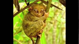 Name That Species #3