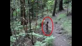 Something in the woods