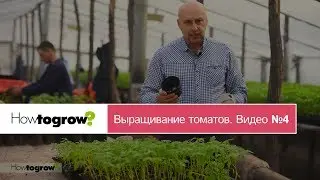 Пикировка рассады томатов. Видео 4.