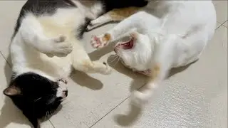 Cat Fight Between 2 Friends
