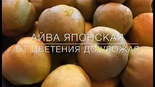 В чем прелесть  японской айвы ?