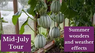 Summer surprises helped by no dig