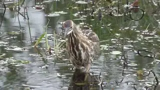 Am. Bittern & Bullfrog Tadpole. Ам. выпь и головастик лягушки-быка (2443sp)