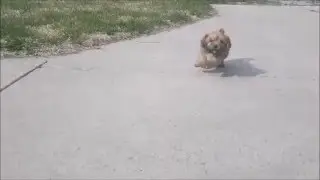 Buckley the Havanese Puppy