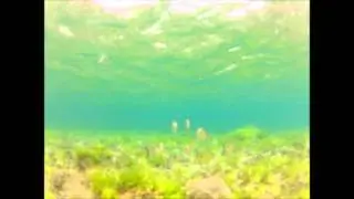 ORGONITE LAS CANTERAS, Gran Canaria, España.