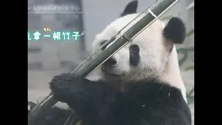 cub