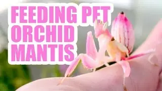 Pet Orchid Mantis (SUPER PINK!)