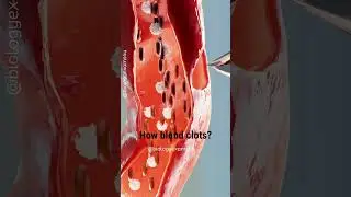 How Blood Clots? Animation #biology