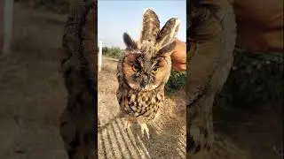 أغرب طيور البومة صادفتها في المزرعة|البومه الفرعونية