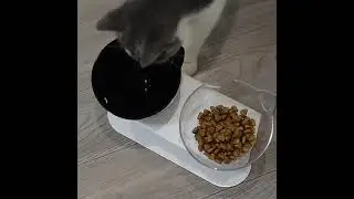Cat Dogs Double Bowl with 15Tilted Raised Stand Anti-Slip Pets Water Bowl Multi Purpose