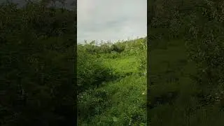 #акация 29.05.2023