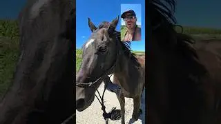 There is no Tomorrow #horse #running #motivation #viralvideo #nothing #funny
