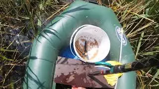 Карасик радует.