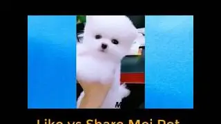 Pet in escalator