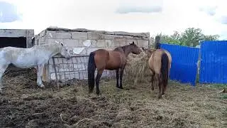 Биелер сатылады, 87052467379 Павлодар облысы, 500 мыңнан, Май ауданы Баскөл ауылы