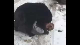 Пёс домогается до алкаша
