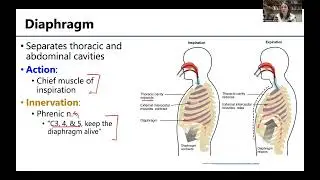 MSK4 MusclesThorax