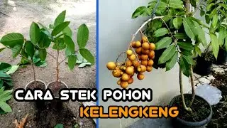 Cara stek pohon KELENGKENG