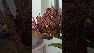 Цветение Ванды