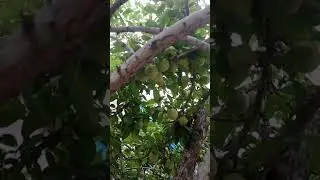 Желтая слива, на иврите: шазиф цаhов שזיף צהוב