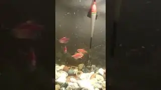 Едят!