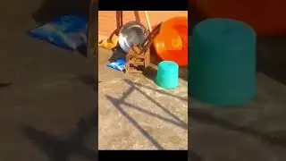 tom and jerry phiên bản đời thật #pets #shorts #thucung #cats #haihuoc