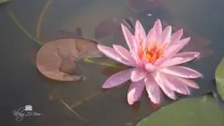 Nymphaea 'Pink Dawn' Hardy Waterlily  |  บัวฝรั่ง 'พิงค์ดอน'