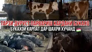 Бука парвари дар шахри Хучанд 🇹🇯