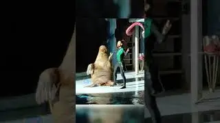 Крутой морж танцует танго 😍😜🎼🎶🎵