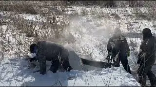засадили медведя