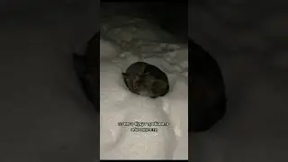 Почему волчонок спит на снегу?