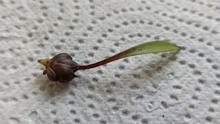 How to propagate a lily with bulbs. When to plant lily bulbs in autumn