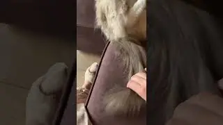Котята Рэгдолл
