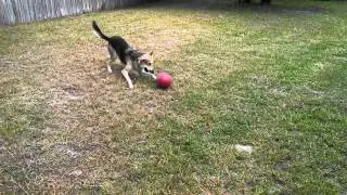 Playing doggie soccer with Harley