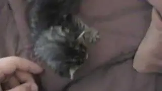 Wandering kitty